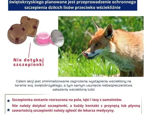 Świętokrzyskie: trwa szczepienie lisów przeciw wściekliźnie. Uwaga na przynęty